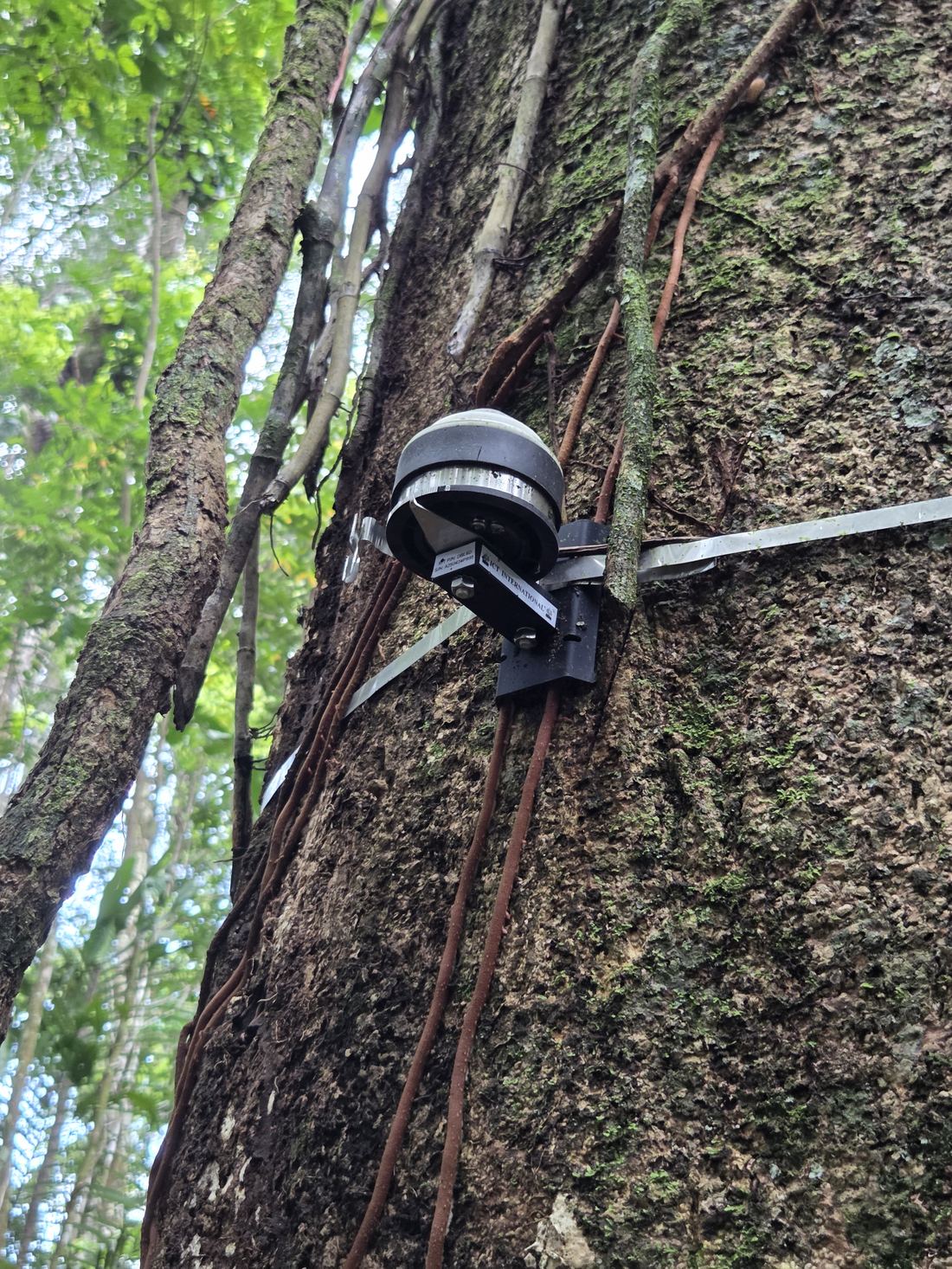 Digital dendrometer installed on a tree