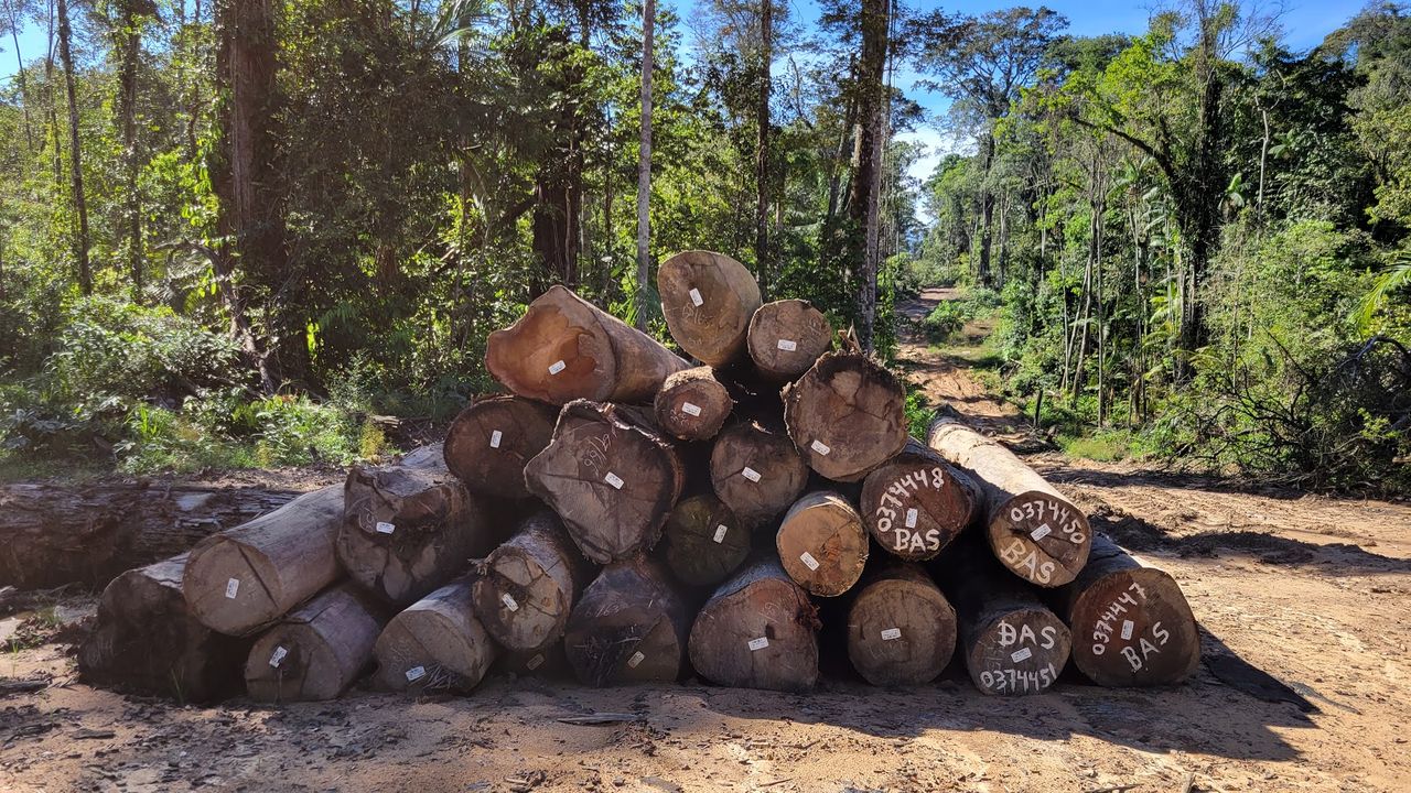 Numbered and tagged timber logs on a forest road during a legality assessment