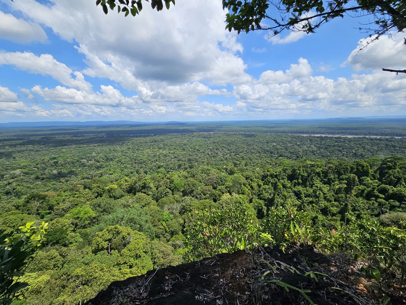 View over the Suriname rainforest canopy