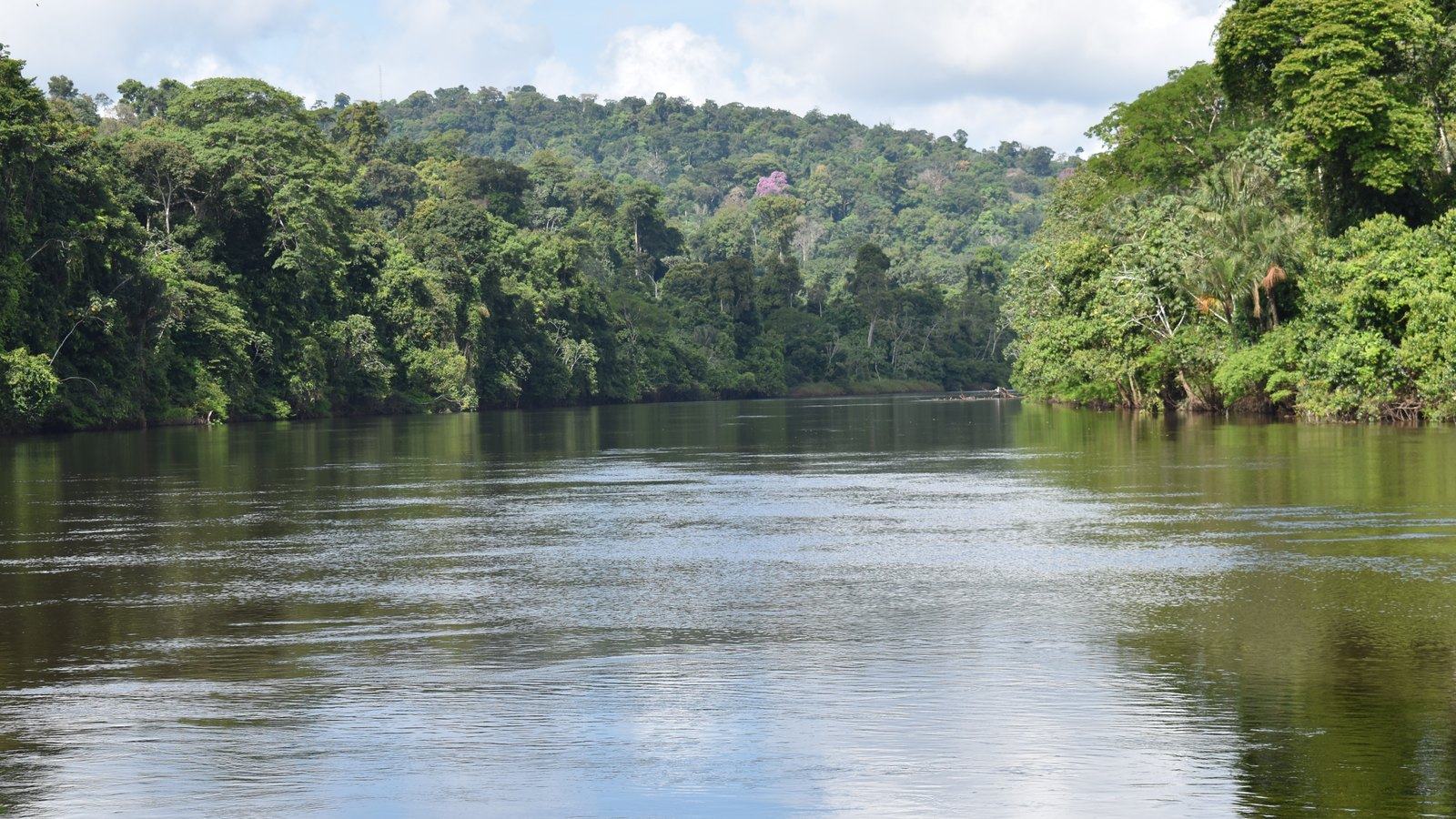 Forested hills along a river in the Suriname interior